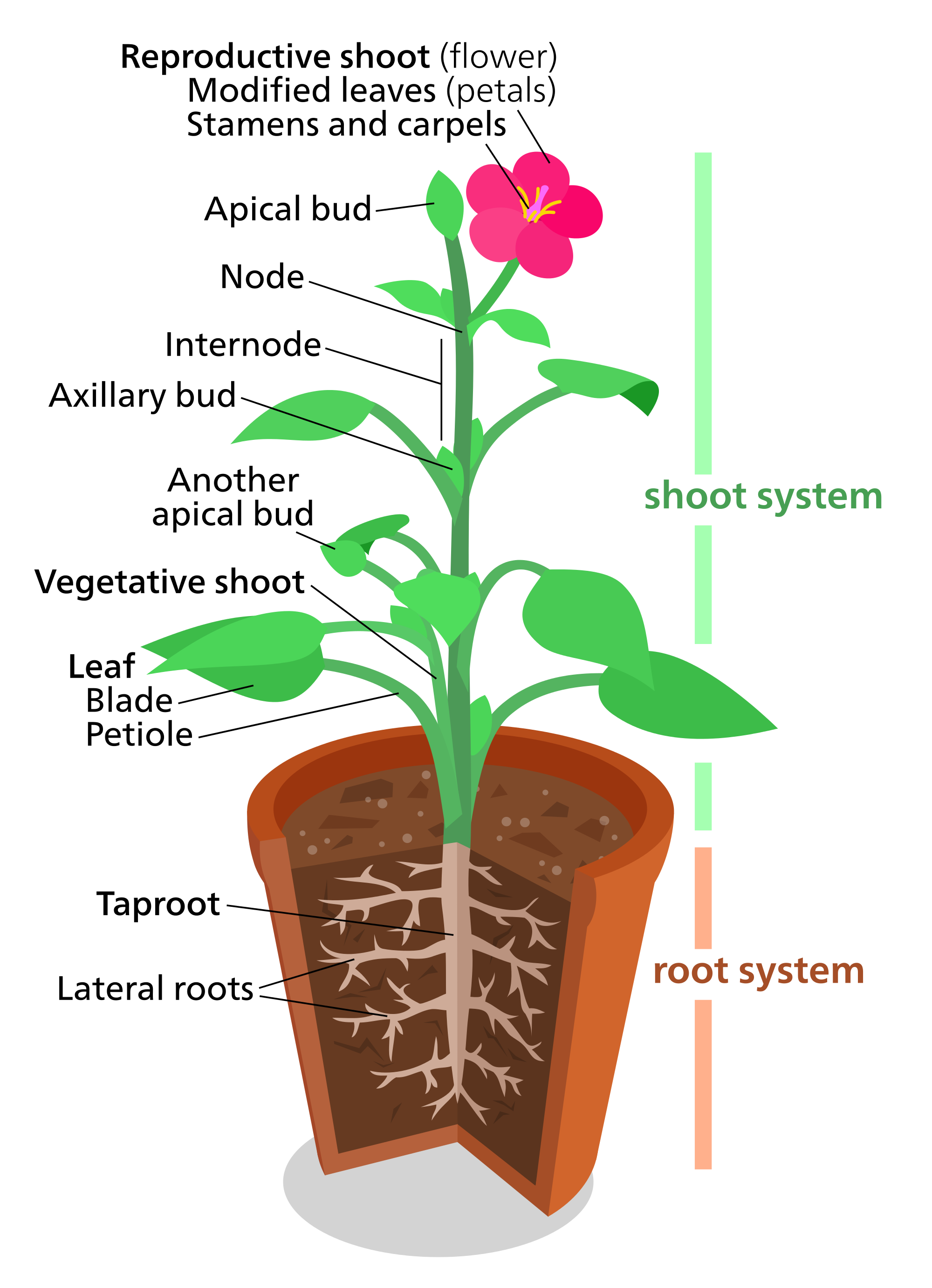 anatomy-of-flowering-plants-class-11-ncert-notes-leverage-edu