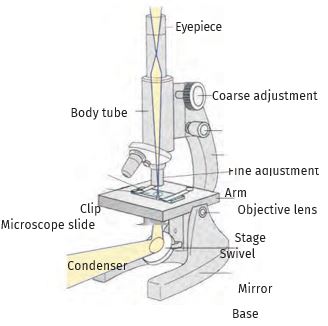 How To Draw A Compound Microscope - Microscope Vector Png Microscope ...